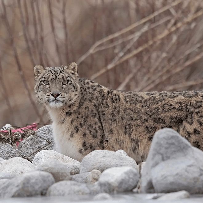 Leopard Expedition gallery image 1